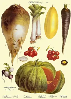 Beet: Mixed Produce Botanical