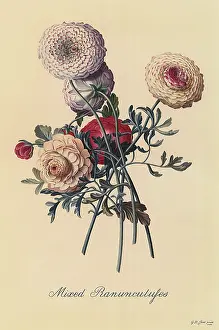 Weave: Mixed Ranunculuses