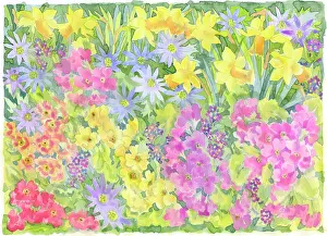 Primulas: Mixed Spring flowers
