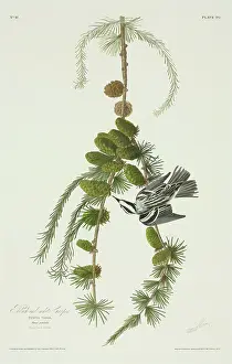 Larch: Mniotilta varia, black and white warbler
