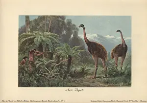 Tiere: Moa birds, Dinornis robustus, being hunted