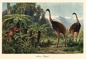 Tiere Der Urwelt: Moa birds being hunted by men with bows and arrows