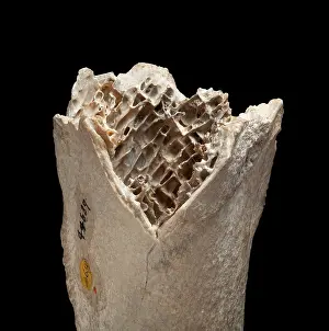 Emeidae: Moa bone fragment