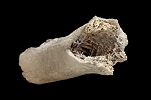 Emeidae: Moa bone fragment
