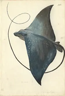Batoidea: Mobula mobular, devilfish