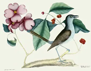 Catesby: The Mock-Bird