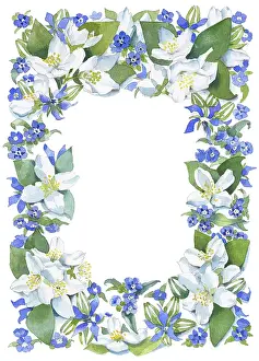 Langlands: Mock Orange and Borage border
