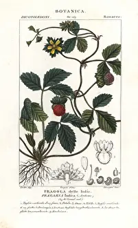 Verico: Mock strawberry, Potentilla indica