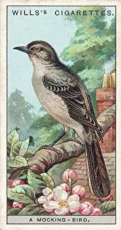 Vocal: MOCKING BIRD