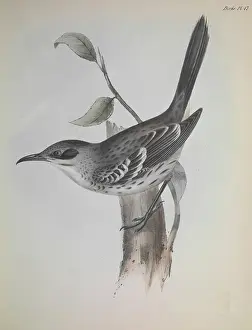 Mocking bird