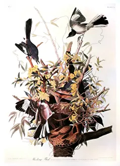 Mocking: Mocking Bird - Animal - Nature