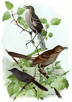 Leafy: Mockingbird, Others