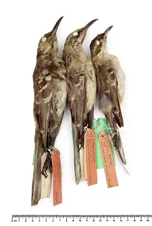 Galapagos: Mockingbirds