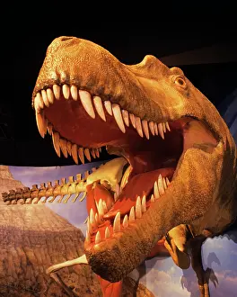Raptors: Model of Albertosaurus Dinosaur at Academy of