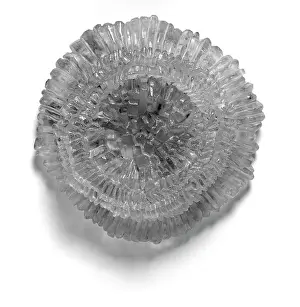 Alga: Model of coccolith Kamptnerius magnificus