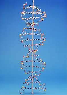 Genes: Model of Dna Molecule