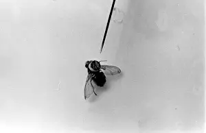 Achurch: Model fly for use in spying