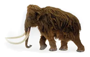 Proboscidean: Model of the Ilford Mammoth