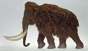 Proboscidean: Model of the Ilford Mammoth