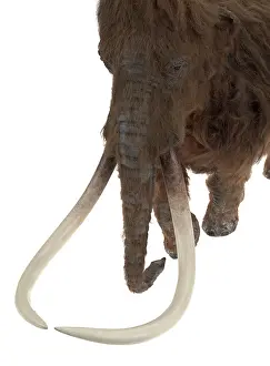 Epitheria: Model of the Ilford Mammoth