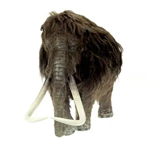 Epitheria: Model of the Ilford Mammoth