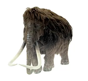 Epitheria: Model of the Ilford Mammoth