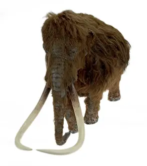 Epitheria: Model of the Ilford Mammoth