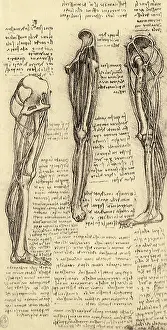 Limb: Model for the Lower Limb, by Leonardo da Vinci