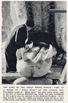 Jaws: Part of a Model of Moby Dick at the London Zoo