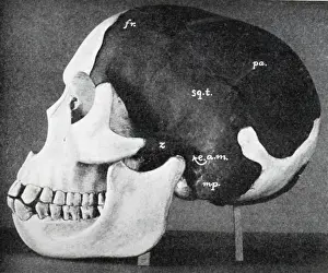 Piltdown: Model of skull of Piltdown man (Eanothropus dawsoni)