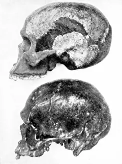 Archaeologist: Model of skull of Piltdown man (Eanothropus dawsoni)