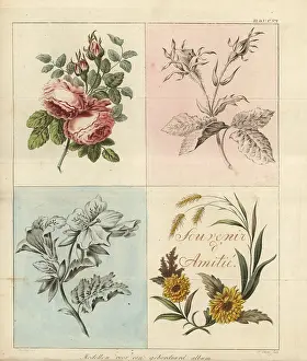 Interior Decoration: Models for an embroidery album