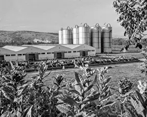 Mastyukov: Modern cattle farm