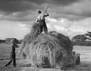 Haycart: MODERN HAYMAKING/1950