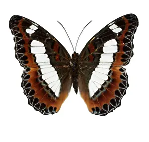 Brush Footed: Moduza nuydai, butterfly