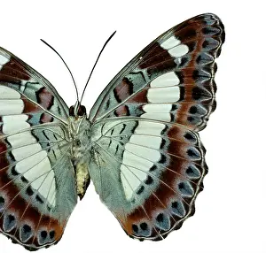 Brush Footed: Moduza nuydai, butterfly