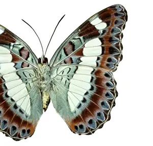 Brush Footed: Moduza nuydai, butterfly
