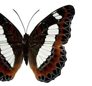 Brush Footed: Moduza nuydai, butterfly