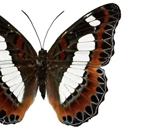 Brush Footed: Moduza nuydai, butterfly