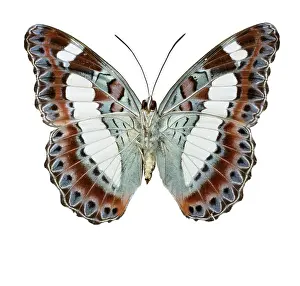 Brush Footed: Moduza nuydai, butterfly