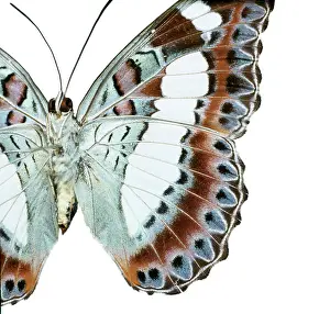 Brush Footed: Moduza nuydai, butterfly