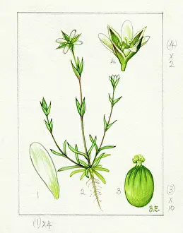 Erect: Moenchia erecta - upright chickweed