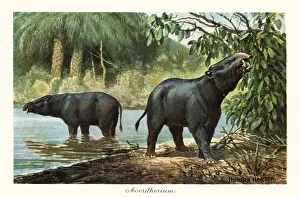 Tiere Der Urwelt: Moeritherium, extinct genus of proboscidean of the Eocene