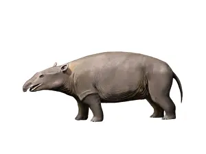 Eocene: Moeritherium is a proboscidian from the Eocene epoch