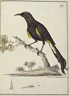 Nobilis: Moho nobilis, Hawaii o-o