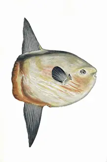 Mola: Mola mola, or Sunfish