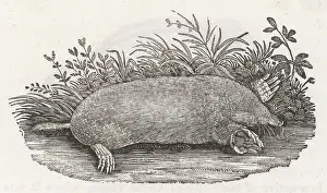 Europea: THE MOLE