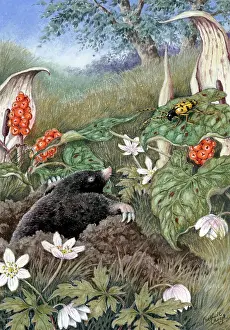 Burrow: Mole with Lords and Ladies