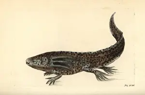 Looper: Mole salamander or wooper looper, Ambystoma