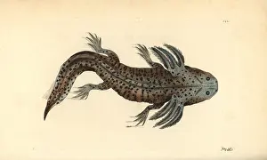 Looper: Mole salamander or wooper looper, Ambystoma